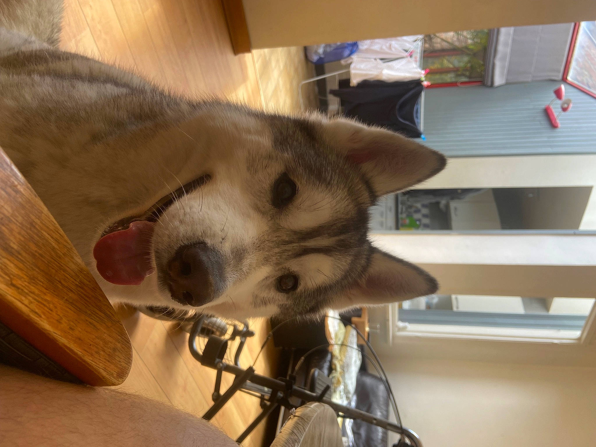 Baloo a rejoint le concours — aidez-le/la à gagner de superbes lots ! canidae, canis, carnivore, collar, companion_dog, dog, dog_breed, ear, fawn, fur, jaw, non_sporting_group, snout, sporting_group, tail, terrestrial_animal, whiskers, wood, working_animal