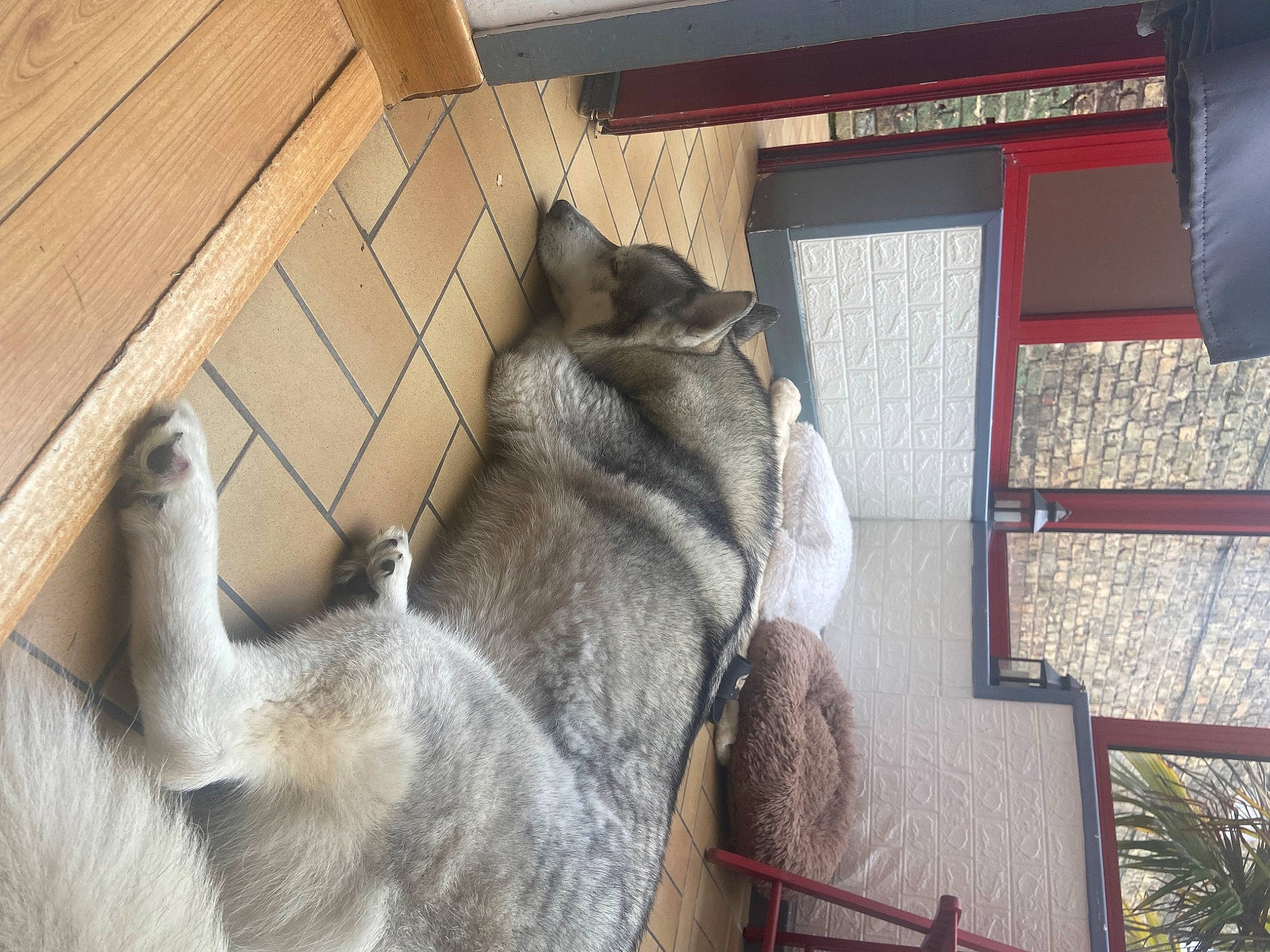 Baloo participe au concours pour gagner de l'argent avec cette photo : animal_shelter, cage, canidae, dog, dog_breed, domestic_rabbit, fawn, felidae, fur, kangaroo, pack_animal, pet_supply, rabbits_and_hares, snout, sporting_group, tail, terrestrial_animal, window, wood, working_animal