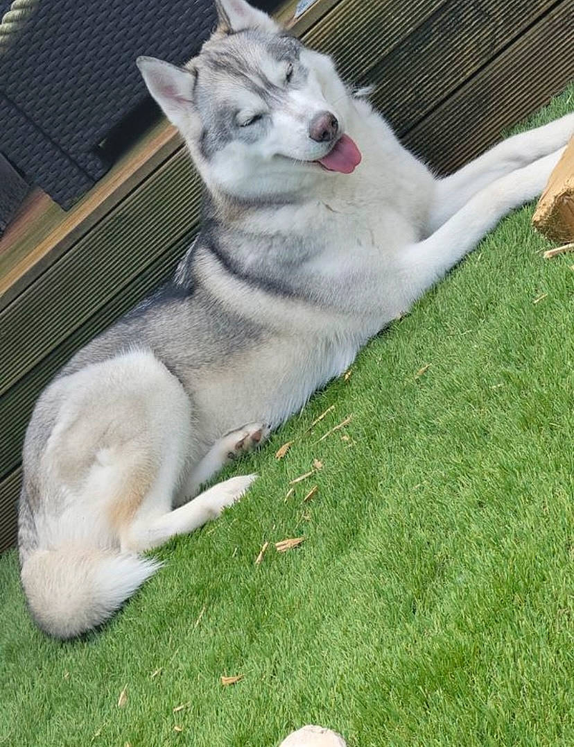 Baloo a rejoint le concours — aidez-le/la à gagner de superbes lots ! ancient_dog_breeds, canidae, canis, carnivore, companion_dog, dog, dog_breed, fur, grass, groundcover, non_sporting_group, sled_dog, sporting_group, tail, terrestrial_animal, wolf, working_dog