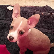 Peanut joined the competition — help win amazing prizes! puppy, dog, small_dog, pet, cute, ears, floor, towel, looking_up, indoor, tile_floor, young_dog, brown_dog, white_markings, animal, canine, sitting, adorable, curious, domestic_animal