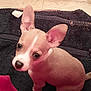 puppy, dog, small_dog, pet, cute, ears, floor, towel, looking_up, indoor, tile_floor, young_dog, brown_dog, white_markings, animal, canine, sitting, adorable, curious, domestic_animal