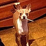 Peanut is registered to the contest to win money with this photo: dog, animal, pet, indoor, floor, tile_floor, wooden_dresser, brown, white, ears, curious, standing, mouth, stick, object, domestic, canine, home, furniture, looking