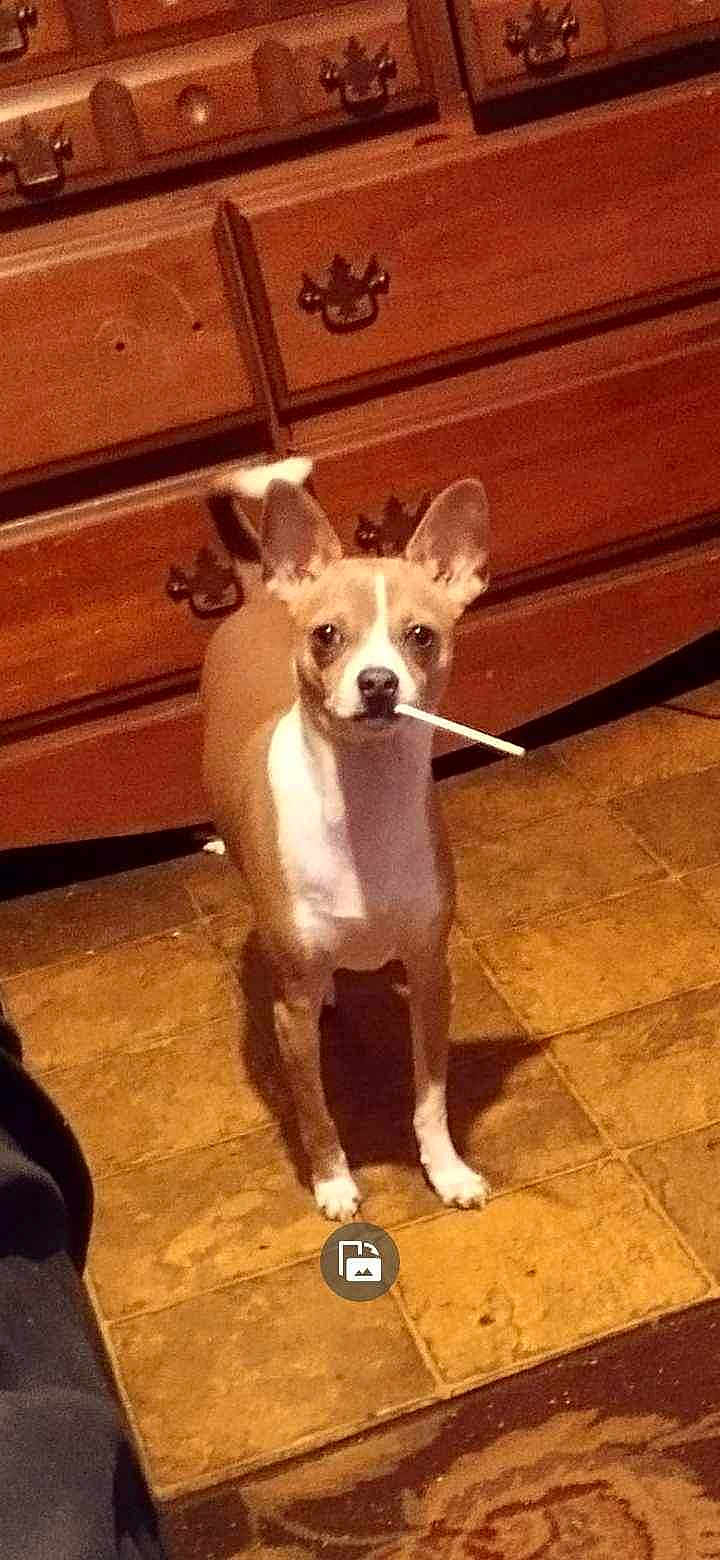 Peanut