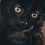 Salem participe au concours pour gagner de l'argent avec cette photo : cat, black_cat, close_up, animal, pet, whiskers, eyes, feline, portrait, cute, mammal, fur, animal_face, domestic_animal, looking, nose, soft_light, dark_background, curious, indoor