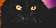 Salem participe au concours pour gagner de l'argent avec cette photo : black_cat, cat, close_up, yellow_eyes, animal, pet, feline, portrait, soft_background, blurred_background, whiskers, ears, fur, indoor, mysterious, dark, orange, pink, cute, focused