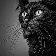 Salem a rejoint le concours — aidez-le/la à gagner de superbes lots ! black_cat, cat, whiskers, fur, portrait, close_up, animal, pet, feline, eyes, black_and_white, monochrome, domestic_cat, muzzle, looking_away, indoor, soft_light, detailed, sharp, long_whiskers