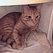 Ronnie Paul is registered to the contest to win money with this photo: animal, blanket, cat, cozy, cubicle, curled_up, cute, domestic_cat, ears, feline, fur, indoor, orange_tabby, pet, relaxed, resting, shelf, striped, tail, whiskers