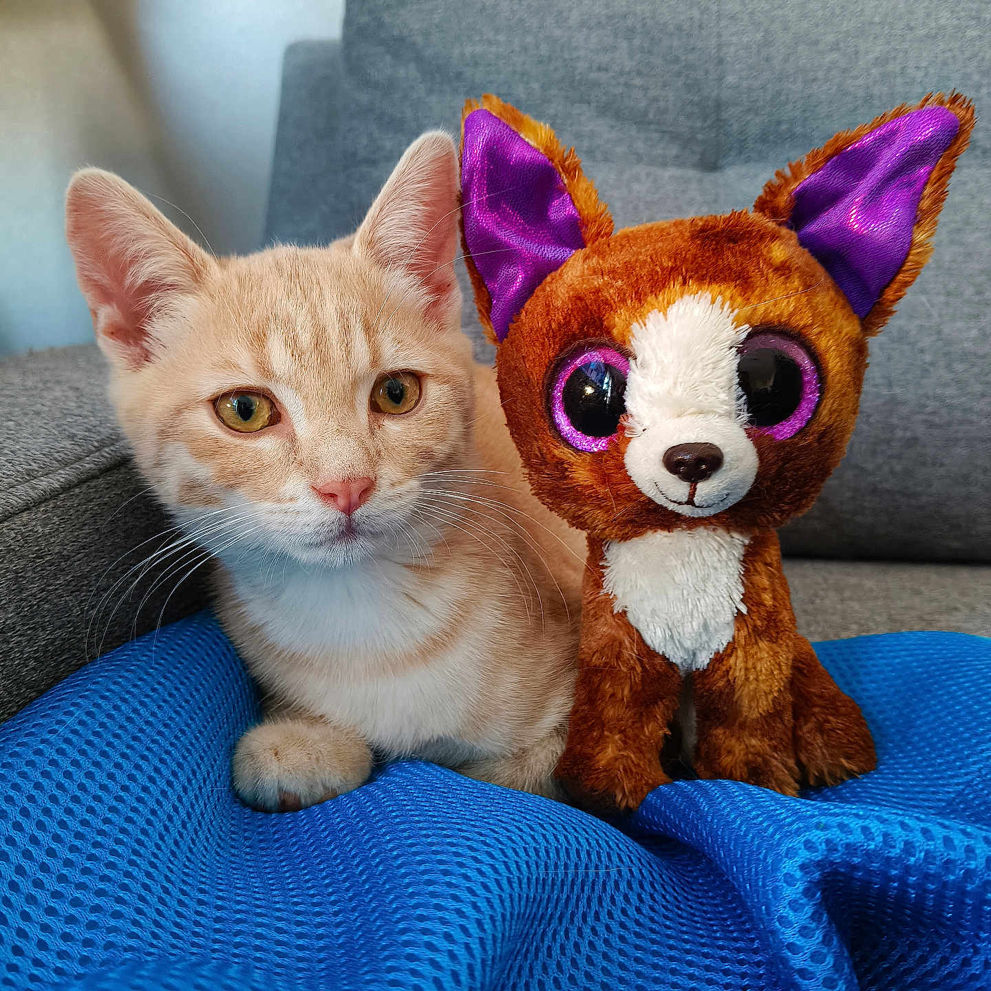Simba a rejoint le concours — aidez-le/la à gagner de superbes lots ! animal, blue_blanket, cat, companion, couch, cozy, cute, feline, fur, home, indoor, kitten, orange_cat, pet, plush_toy, purple_ears, relaxed, soft_toy, stuffed_animal, whiskers