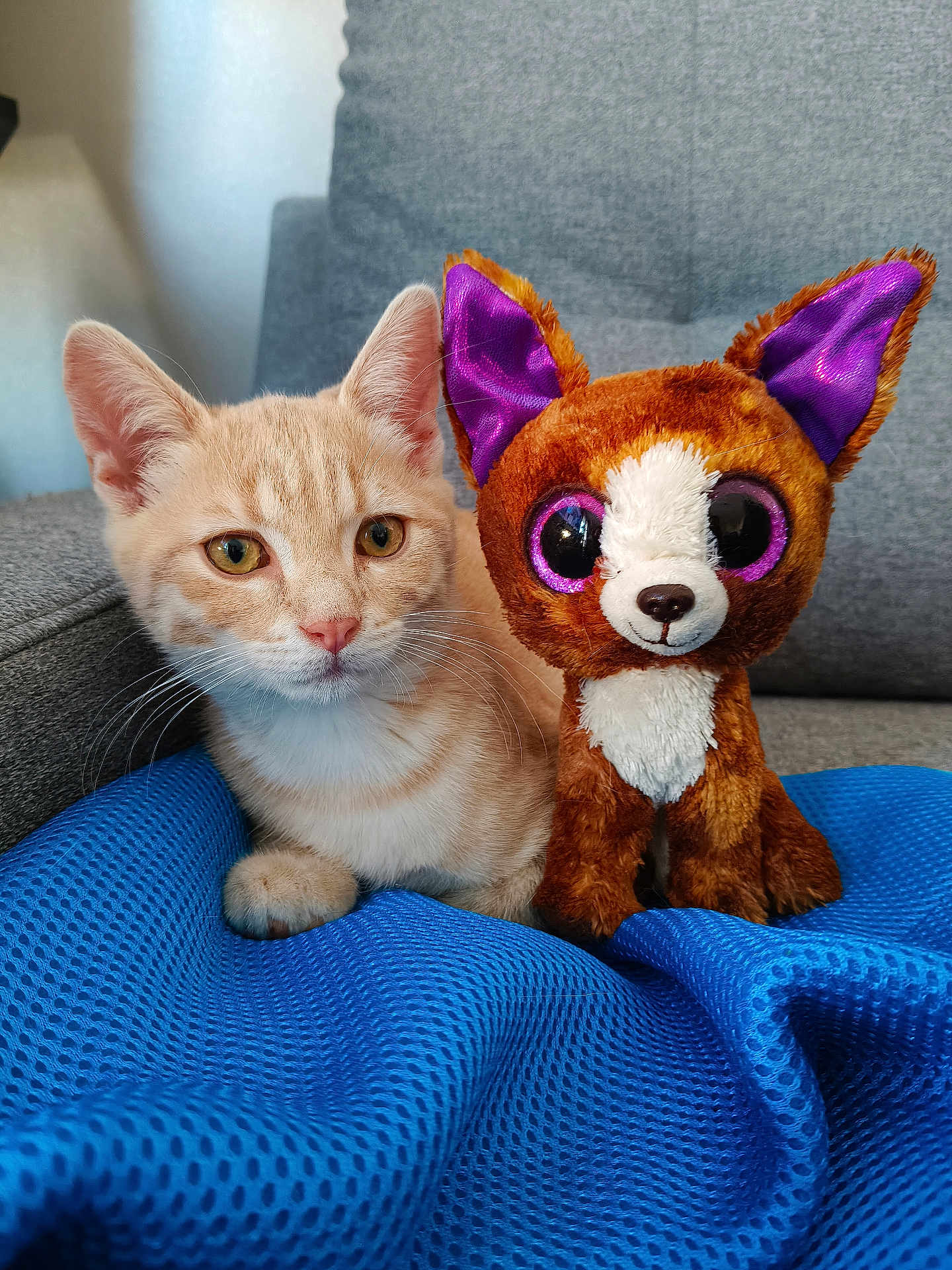 Simba a rejoint le concours — aidez-le/la à gagner de superbes lots ! cat, kitten, plush_toy, stuffed_animal, orange_cat, blue_blanket, couch, indoor, pet, feline, cute, soft_toy, purple_ears, whiskers, relaxed, animal, cozy, fur, home, companion