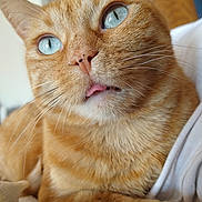 Cheerio joined the competition — help win amazing prizes! animal, blue_eyes, cat, close_up, closeup, cute, domestic_cat, feline, fur, ginger_cat, indoor, mammal, orange_fur, pet, portrait, relaxed, sleepy, soft_texture, tongue_out, whiskers