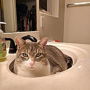 Kit Kat is registered to the contest to win money with this photo: animal, bathroom, cat, close_up, curious, domestic_cat, ears, faucet, fur, gray_cat, indoor, looking_at_camera, mirror, pet, pink_nose, resting, sink, soap_dispenser, whiskers, white_cat