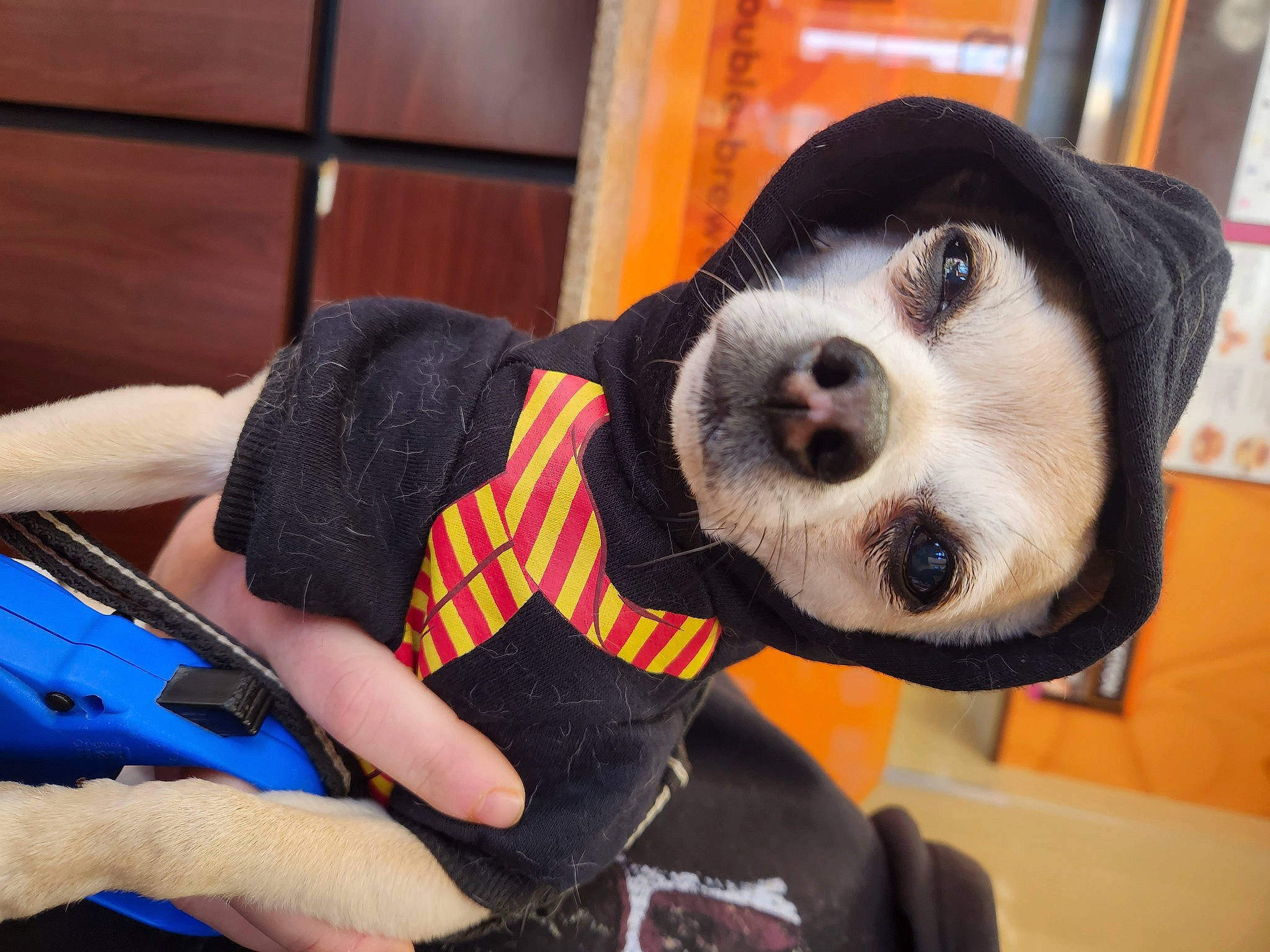 Chico joined the competition — help win amazing prizes! carmine, carnivore, companion_dog, dog, dog_breed, dog_supply, flooring, fur, head, panda, pattern, personal_protective_equipment, snout, stuffed_toy, terrestrial_animal, toy