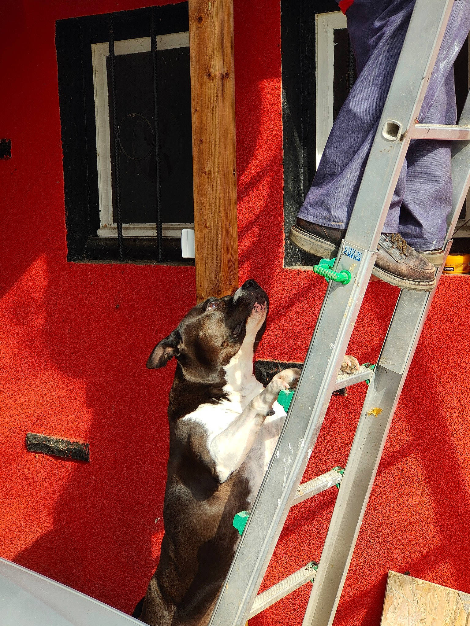 Pacco participe au concours pour gagner de l'argent avec cette photo : canidae, carmine, carnivore, companion_dog, dog, dog_breed, door, fawn, human_leg, non_sporting_group, pet_supply, room, sporting_group, tail, tints_and_shades, window, wood, working_animal