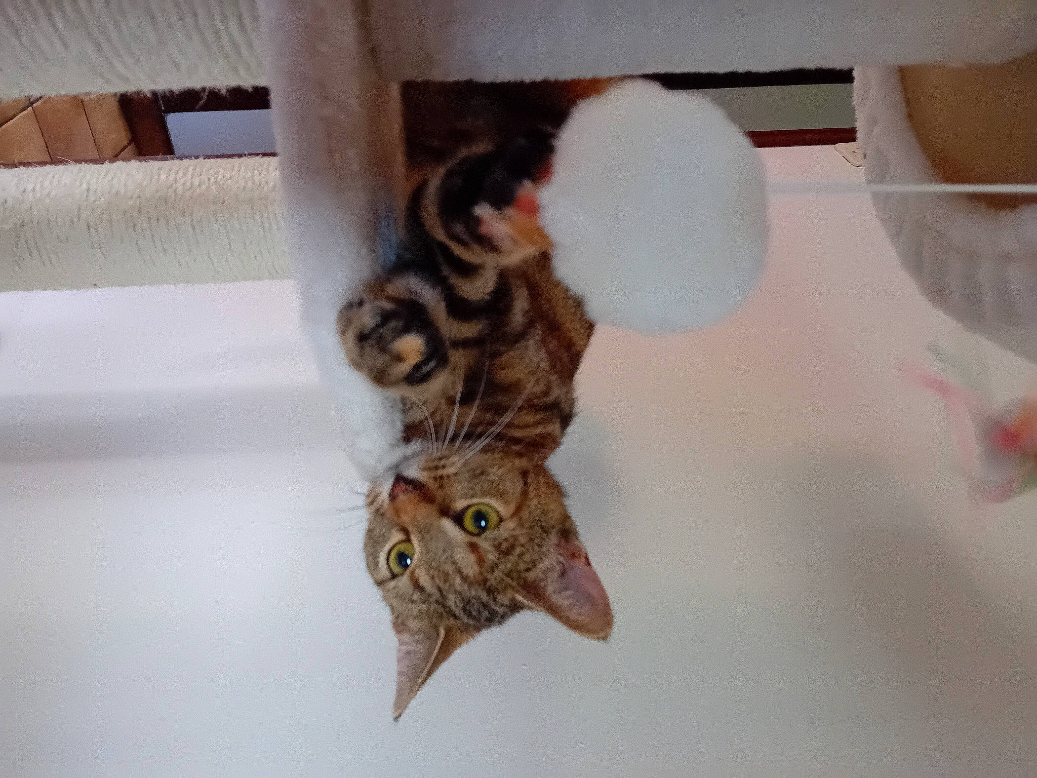 Boa a rejoint le concours — aidez-le/la à gagner de superbes lots ! carnivore, cat, cat_supply, claw, domestic_short_haired_cat, felidae, fur, pet_supply, room, small_to_medium_sized_cats, snout, tail, terrestrial_animal, whiskers, wood