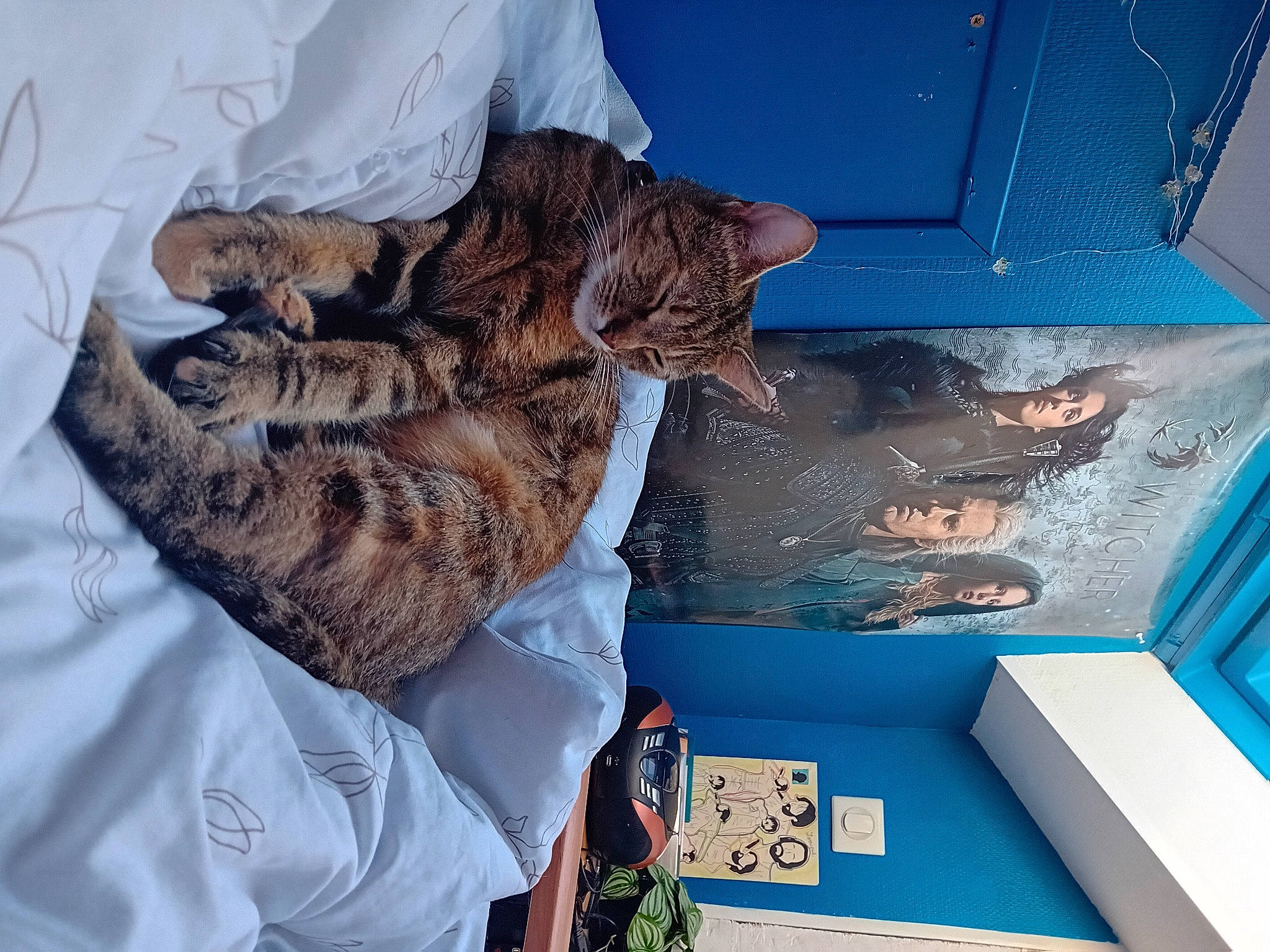 Boa a rejoint le concours — aidez-le/la à gagner de superbes lots ! blue, carnivore, cat, claw, comfort, domestic_short_haired_cat, electric_blue, felidae, fish, fur, gesture, organism, plant, room, small_to_medium_sized_cats, tail, whiskers