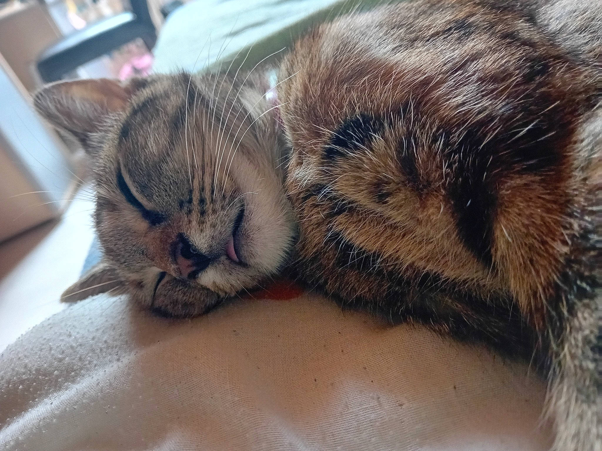 Boa participe au concours pour gagner de l'argent avec cette photo : carnivore, cat, claw, close_up, comfort, domestic_short_haired_cat, ear, eye, fawn, felidae, fur, nap, nose, paw, small_to_medium_sized_cats, snout, tail, terrestrial_animal, whiskers, wildlife