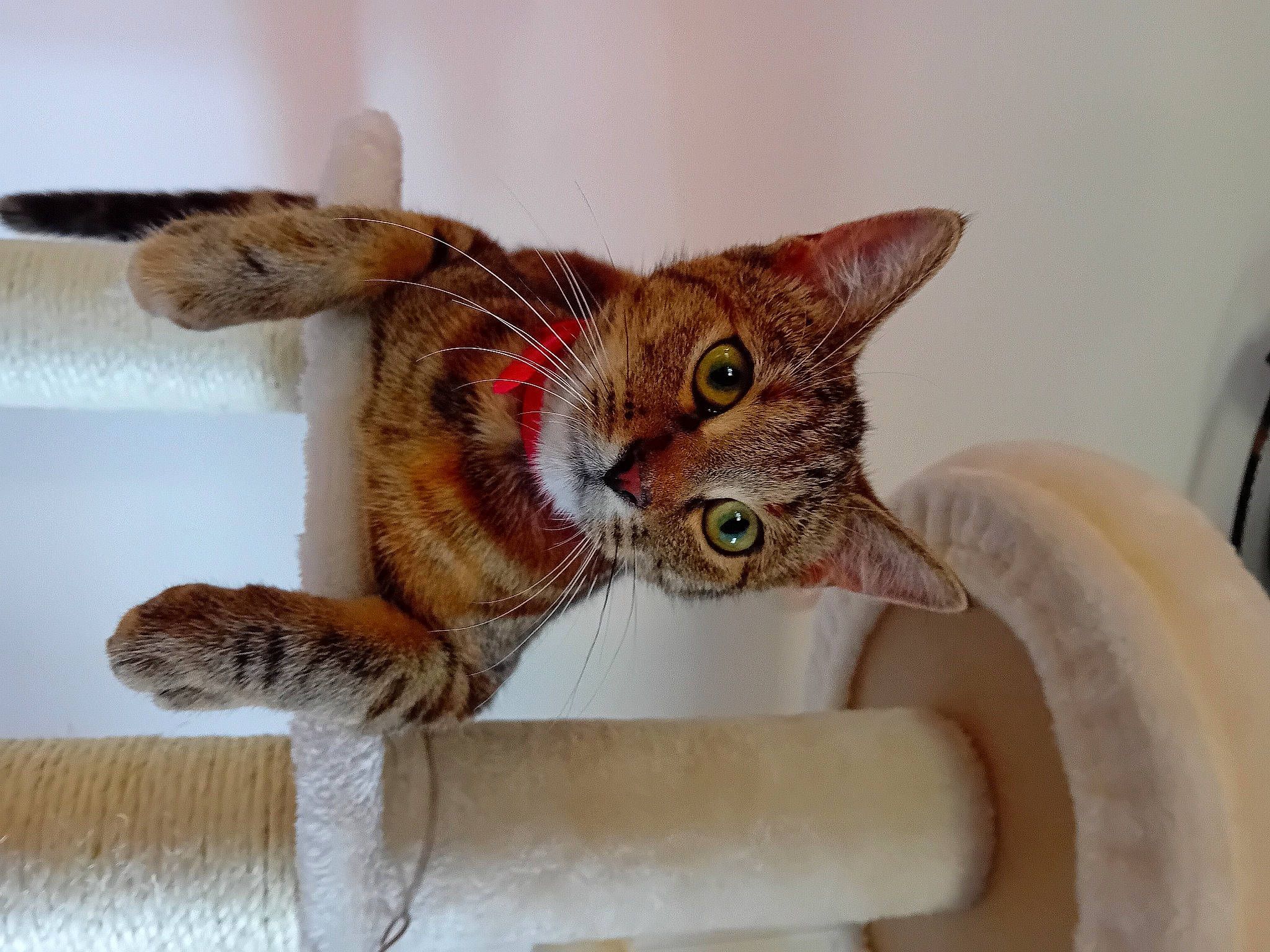 Boa participe au concours pour gagner de l'argent avec cette photo : carnivore, cat, cat_bed, cat_supply, claw, devon_rex, domestic_short_haired_cat, ear, eyelash, fawn, felidae, fur, oriental_shorthair, paw, pet_supply, small_to_medium_sized_cats, snout, tail, terrestrial_animal, whiskers