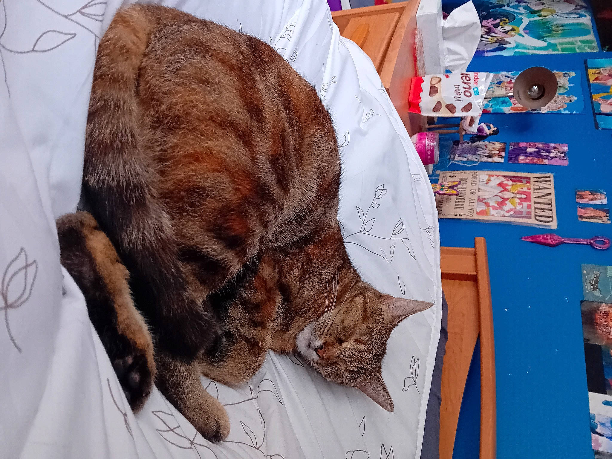 Boa a rejoint le concours — aidez-le/la à gagner de superbes lots ! carnivore, cat, claw, comfort, companion_dog, dog_breed, domestic_short_haired_cat, fawn, felidae, fur, liver, nap, pattern, small_to_medium_sized_cats, snout, sporting_group, tail, terrestrial_animal, whiskers, wood