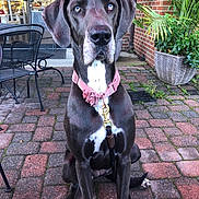 Luna is registered to the contest to win money with this photo: dog, great_dane, pet, outdoor, brick_patio, collar, leash, potted_plant, metal_chair, flower_collar, sitting, canine, animal, ears, face, eyes, tail, door, window, fence