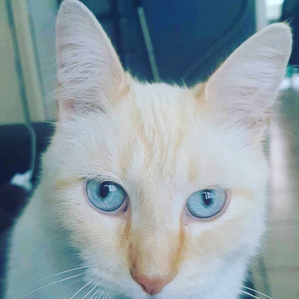 Olaf a rejoint le concours — aidez-le/la à gagner de superbes lots ! abyssinian, angora, animal, cat, kitten, manx, pet, siamese