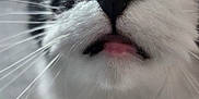 Pandora is registered to the contest to win money with this photo: animal, black_and_white, cat, close_up, closeup, curious, cute, domestic_animal, eyes, face, feline, fur, indoor, muzzle, nose, pet, playful, soft, tongue, whiskers
