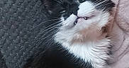 Pandora joined the competition — help win amazing prizes! animal, black_and_white, blanket, cat, closeup, cozy, cute, feline, fur, home, indoor, lying_down, pet, relaxed, resting, sleepy, soft, teeth, texture, whiskers