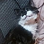 Pandora joined the competition — help win amazing prizes! animal, black_and_white, blanket, cat, closeup, cozy, cute, feline, fur, home, indoor, lying_down, pet, relaxed, resting, sleepy, soft, teeth, texture, whiskers