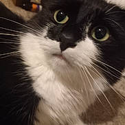 Pandora joined the competition — help win amazing prizes! animal, black_and_white, blurred_background, cat, close_up, curious, cute, domestic, face, feline, fur, green_eyes, indoor, looking, mammal, pet, portrait, soft, whisker, whiskers