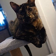 Mayhem is registered to the contest to win money with this photo: animal, background, cat, cat_tree, close_up, curious, domestic_cat, ears, feline, fur_pattern, indoor, paws, pet, portrait, relaxed, resting, soft_blur, tail, tortoiseshell, whiskers