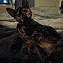 Mayhem is registered to the contest to win money with this photo: animal, bed, blanket, cat, comfortable, cozy, curious, domestic, ears, eyes, feline, fur, indoor, laying, mammal, pet, relaxed, soft, tortoiseshell, whiskers