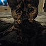 Mayhem joined the competition — help win amazing prizes! animal, bed, blanket, blurry, cat, close_up, curious, dark, door, ears, eyes, feline, fur, home, indoor, living_room, pet, television, tortoiseshell, whiskers