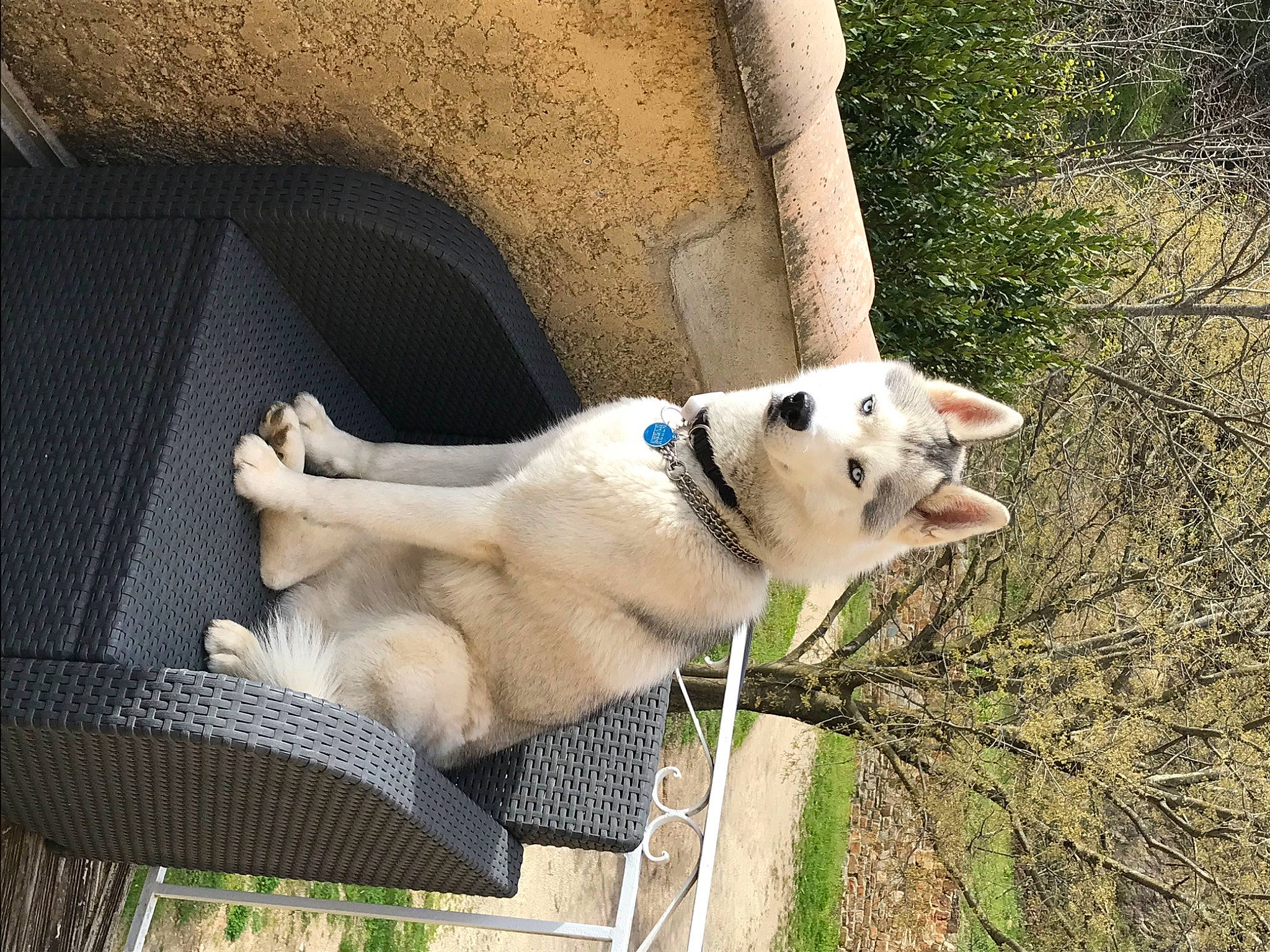 Yuma participe au concours pour gagner de l'argent avec cette photo : adventure, canidae, carnivore, collar, companion_dog, dog, dog_breed, dog_collar, fawn, fence, grass, livestock_guardian_dog, pet_supply, plant, snout, sporting_group, tail, tree, working_animal, working_dog