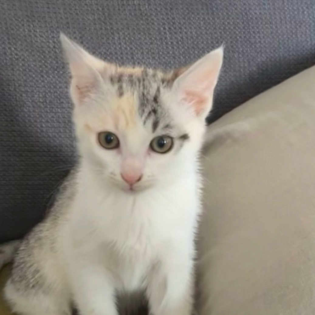 Bella a rejoint le concours — aidez-le/la à gagner de superbes lots ! abyssinian, angora, animal, blanket, cat, couch, cushion, egyptiancat, furniture, homedecor, kitten, manx, pet, pillow, siamese