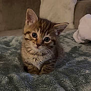 Nova is registered to the contest to win money with this photo: kitten, cat, tabby, pet, blanket, sofa, pillow, fur, whiskers, big_eyes, cozy, indoor, living_room, portrait, sitting, young, cute, soft_texture, domestic, furniture