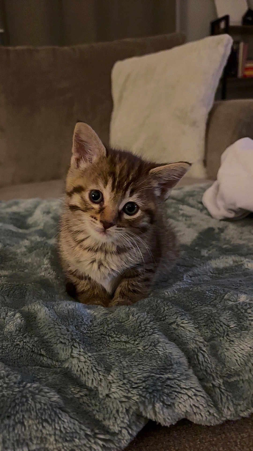 Nova is registered to the contest to win money with this photo: kitten, cat, tabby, pet, blanket, sofa, pillow, fur, whiskers, big_eyes, cozy, indoor, living_room, portrait, sitting, young, cute, soft_texture, domestic, furniture