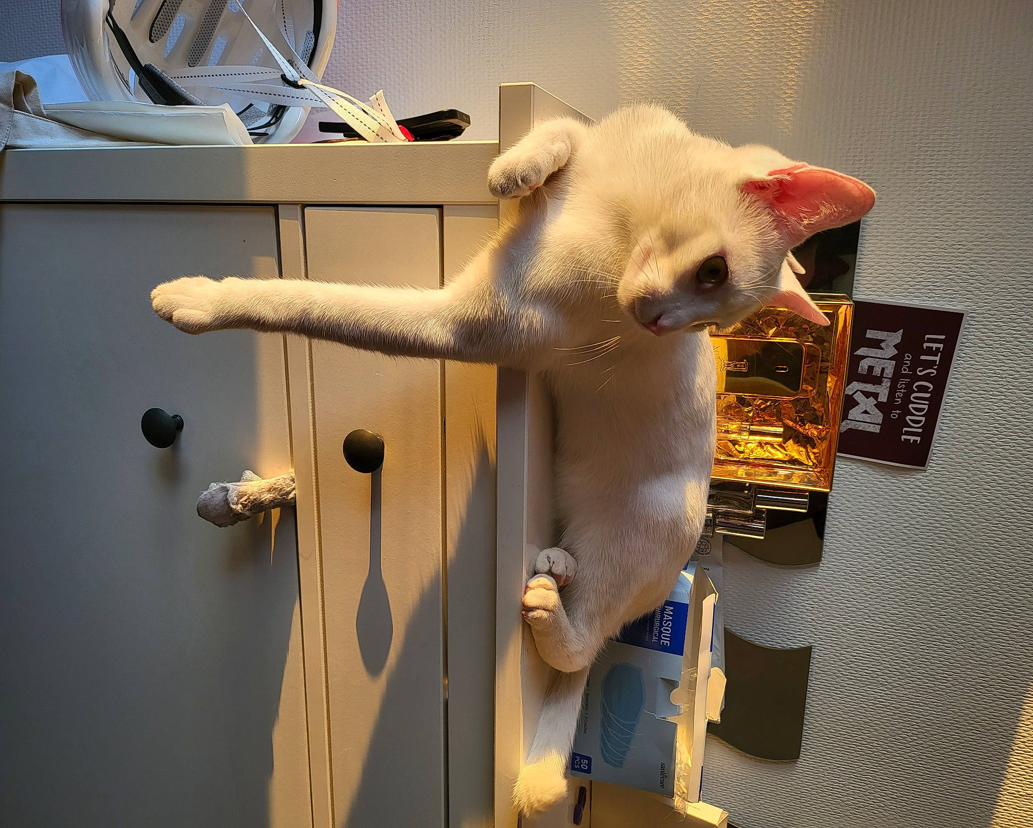 Mallow participe au concours pour gagner de l'argent avec cette photo : art, carnivore, cat, display_case, felidae, fictional_character, fur, machine, metal, polar_bear, room, small_to_medium_sized_cats, stuffed_toy, tail, tourist_attraction, toy, visual_arts, whiskers, white, wood