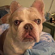 Littlefoot joined the competition — help win amazing prizes! animal, background, blanket, close_up, cozy, curious, cute, dog, ears, eyes, face, french_bulldog, fur, home, indoor, mouth, nose, pet, portrait, soft_lighting