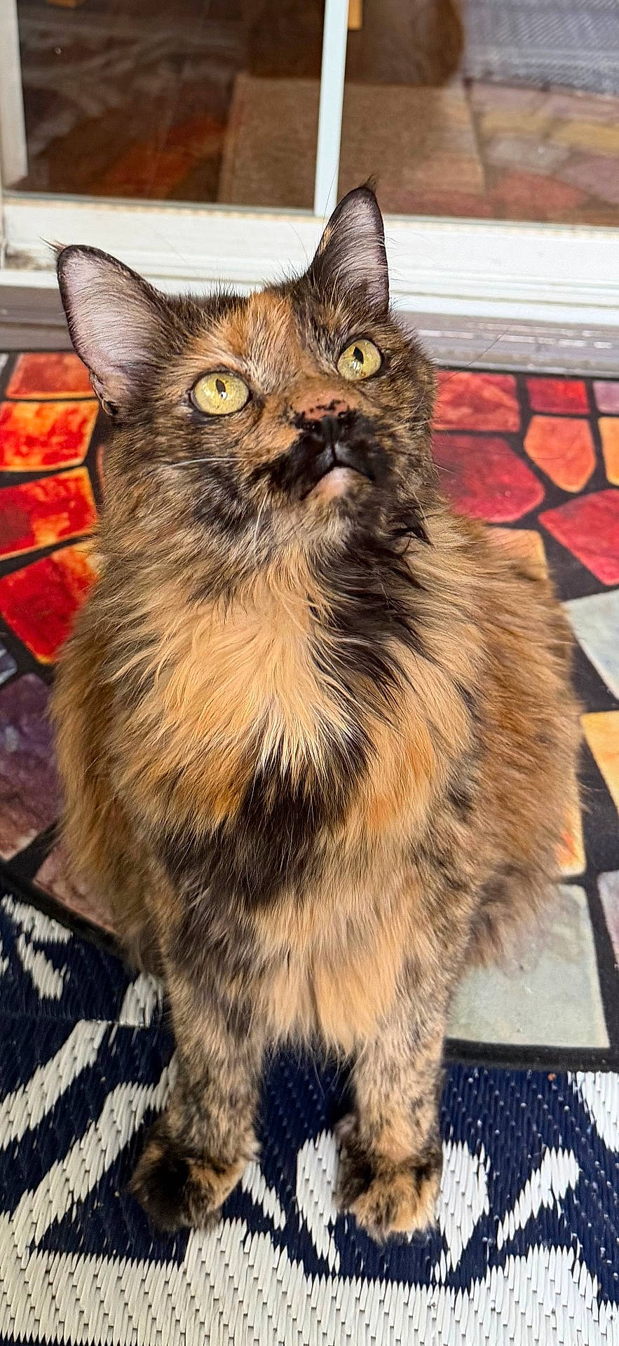Snuggles is registered to the contest to win money with this photo: animal, cat, close_up, colorful_tiles, curious, cute, ears, feline, fur, house, indoor, looking_up, mosaic_floor, paws, pet, portrait, sitting, tortoiseshell, whiskers, yellow_eyes