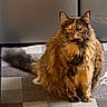 cat, tortoiseshell, fluffy, feline, pet, indoor, carpet, patterned, sitting, fur, animal, mammal, whiskers, ears, tail, eyes, sunlight, domestic, cute, portrait