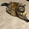 cat, tortoiseshell, fluffy, carpet, indoor, pet, animal, fur, relaxed, laying, paw, whiskers, ears, eyes, mammal, cute, domestic, feline, resting, home