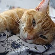 Tao participe au concours pour gagner de l'argent avec cette photo : cat, orange_tabby, close_up, sleepy, whiskers, fur, pet, animal, indoor, blanket, patterned_blanket, relaxed, cute, laying_down, soft, nose, ears, eye, domestic_cat, resting