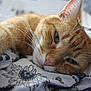 cat, orange_tabby, close_up, sleepy, whiskers, fur, pet, animal, indoor, blanket, patterned_blanket, relaxed, cute, laying_down, soft, nose, ears, eye, domestic_cat, resting