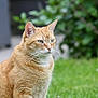 Tao a rejoint le concours — aidez-le/la à gagner de superbes lots ! cat, ginger_cat, animal, pet, outdoor, grass, greenery, nature, fur, whiskers, ears, eyes, mammal, portrait, sitting, closeup, garden, daylight, calm, alert