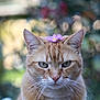 Tao participe au concours pour gagner de l'argent avec cette photo : cat, ginger_cat, flower, purple_flower, close_up, whiskers, ears, face, outdoor, nature, greenery, blurred_background, pet, animal, feline, cute, portrait, fur, head, eyes