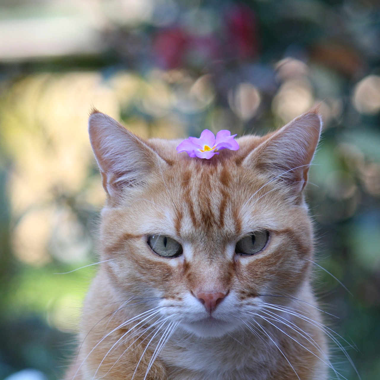 Tao participe au concours pour gagner de l'argent avec cette photo : animal, blurred_background, cat, close_up, cute, ears, eyes, face, feline, flower, fur, ginger_cat, greenery, head, nature, outdoor, pet, portrait, purple_flower, whiskers