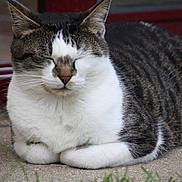 Konéko participe au concours pour gagner de l'argent avec cette photo : cat, tabby, white_fur, animal, pet, outdoor, concrete, door, grass, resting, cute, feline, close_up, calm, domestic_cat, whiskers, ears, paws, striped, sleeping