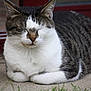 animal, calm, cat, close_up, concrete, cute, domestic_cat, door, ears, feline, grass, outdoor, paws, pet, resting, sleeping, striped, tabby, whiskers, white_fur