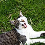 Konéko participe au concours pour gagner de l'argent avec cette photo : cat, tabby, white_fur, yawning, grass, greenery, outdoor, flower, daisy, pet, animal, relaxed, nature, daylight, mammal, whiskers, paw, fur_pattern, sleepy, playful