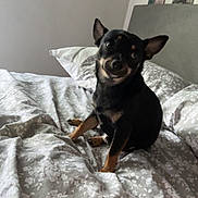 Frankie joined the competition — help win amazing prizes! dog, bed, bedding, pillow, headboard, wall_art, indoor, pet, animal, black_dog, tan_markings, curious, cute, domestic_animal, fur, ears, bedroom, resting, portrait, canine