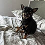 dog, bed, bedding, pillow, headboard, wall_art, indoor, pet, animal, black_dog, tan_markings, curious, cute, domestic_animal, fur, ears, bedroom, resting, portrait, canine